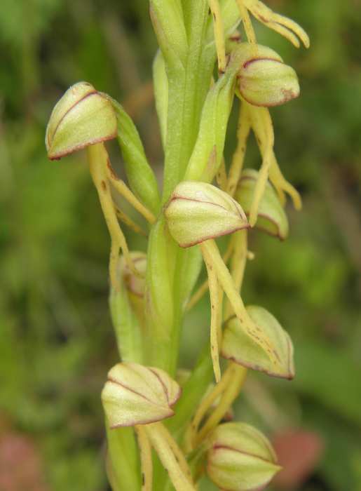 Orchidaceae (Sicilia) : Orchis anthropophora